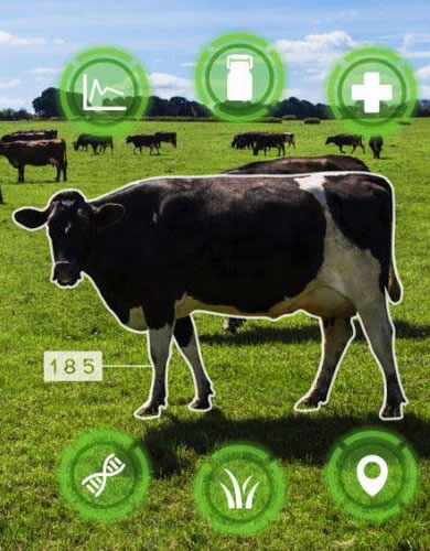 【东哥说事】来自雪域高原的智慧西藏“牦牛+”前景广阔(图1)