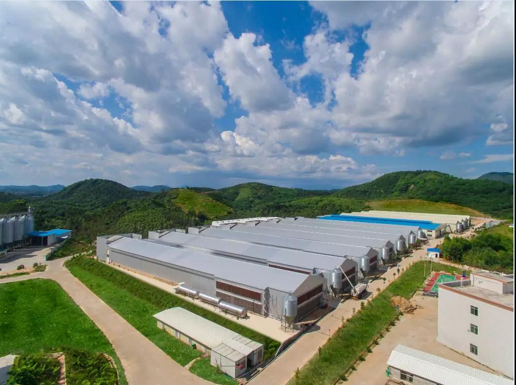 新春走基层丨湖北农发集团枣阳万头肉牛养殖牧场：每头肉牛都有一个“电子档案”8个人可养8000头牛(图1)