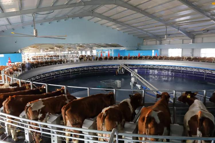 最新养牛补贴来啦！最少1500元最多10万+！(图1)