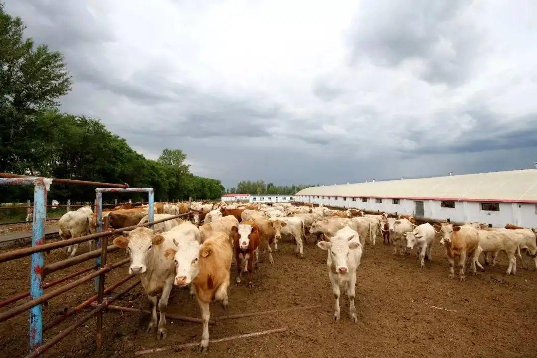 河南荥阳：数字化养殖提质增效绘就乡村振兴新“羊”景(图1)