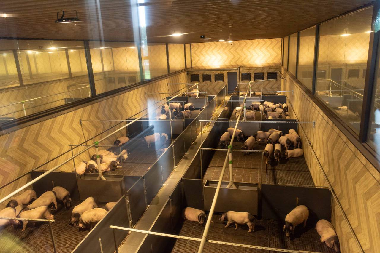 搭建首个土鸡数据库“大国工匠”刘松柏用大数据养鸡(图1)