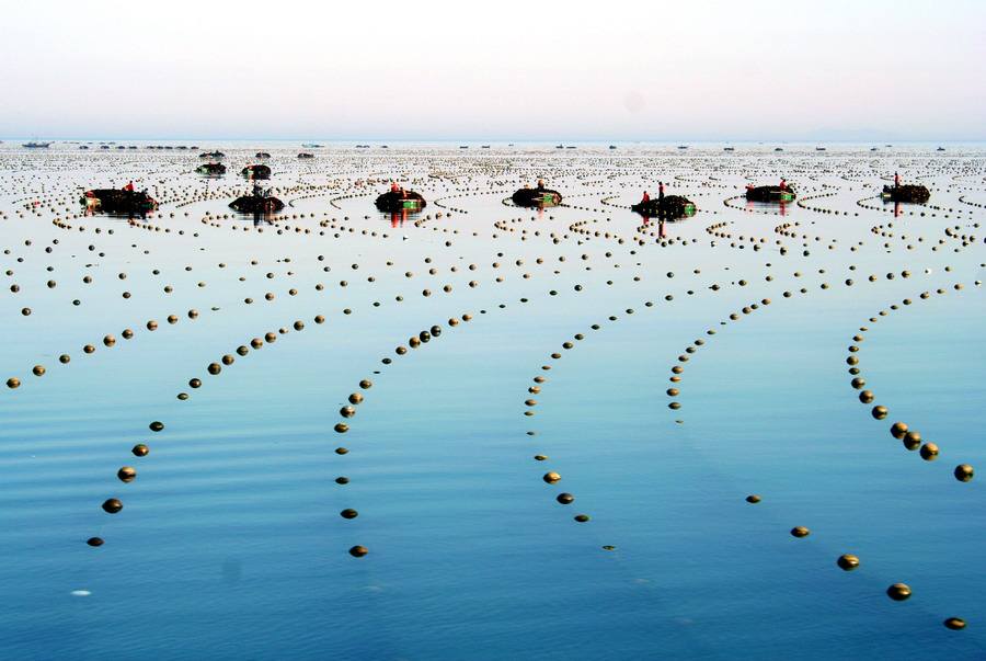 智慧牧场之智能牛场(图1)