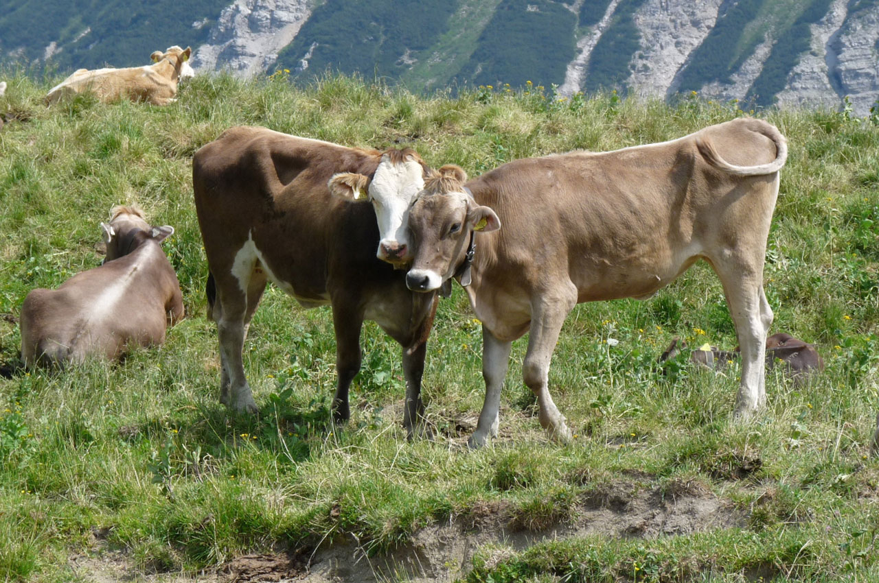 昆明市寻甸县：“数字云牛”赋能乡村振兴提速肉牛产业升级(图1)