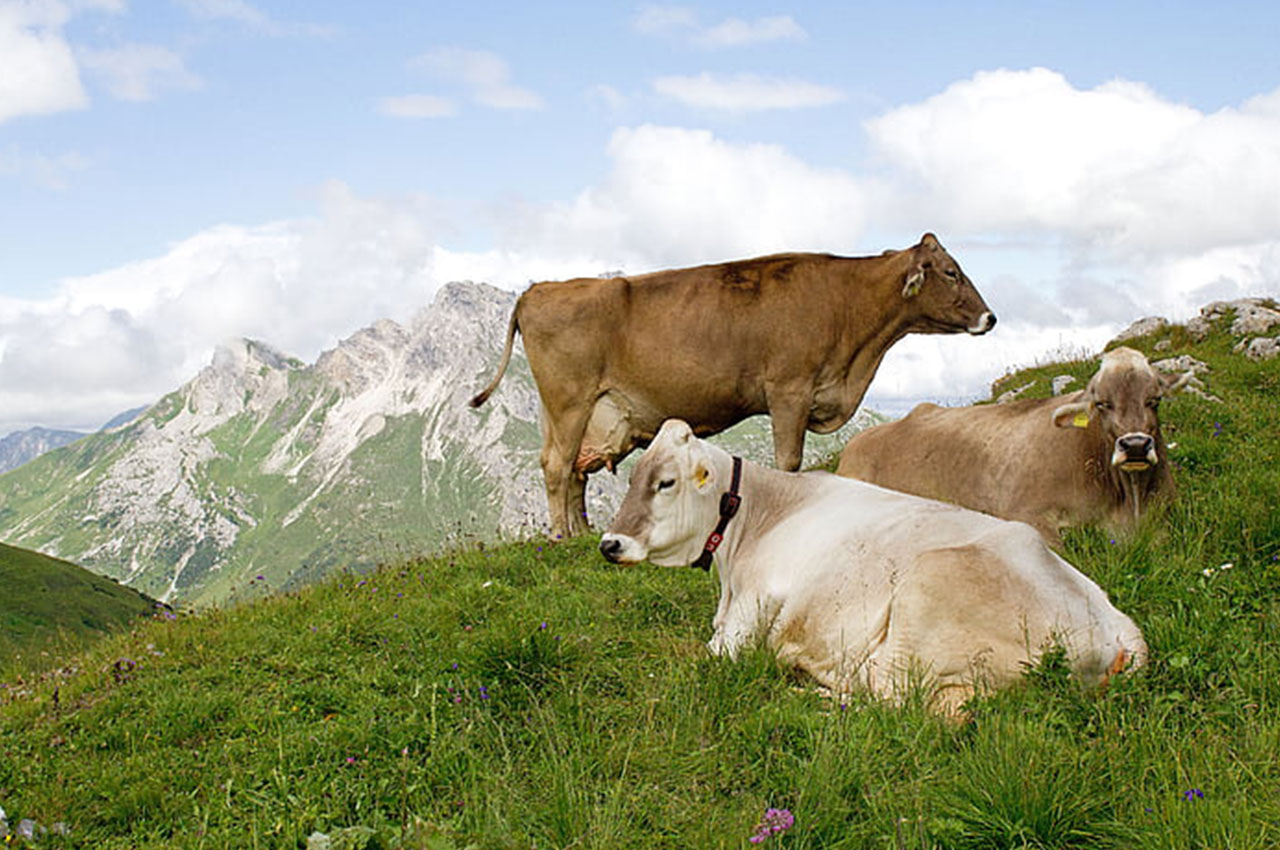 “链主”引领大发羊财——神池县倾力打造东湖乡（肉羊）国家级农业产业强镇(图1)