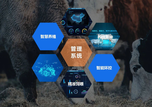 智慧畜牧——数字奶牛管理平台(图1)
