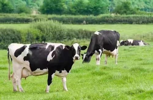 四川畜牧业协会2025年会圆满举办欣农互联以AI+养殖助力产业高质量发展(图1)