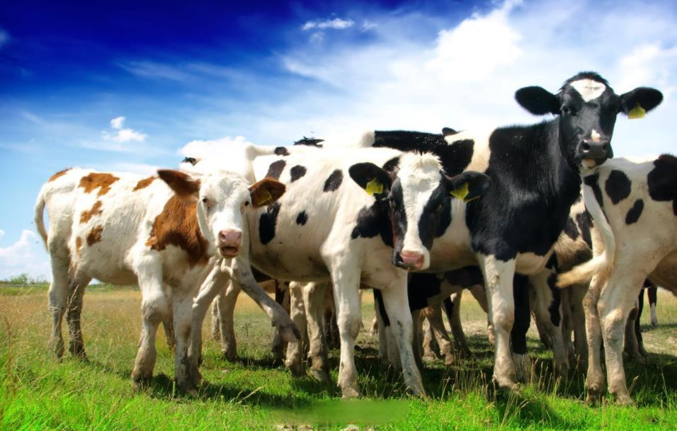 融资数千万后再获奖女娲农业科技以具身智能重构畜牧产业(图1)