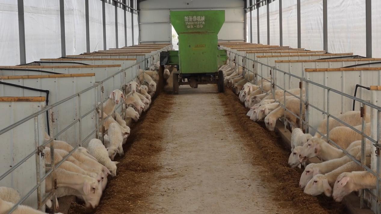 青岛千亿级畜牧业如何“做优做强”(图1)