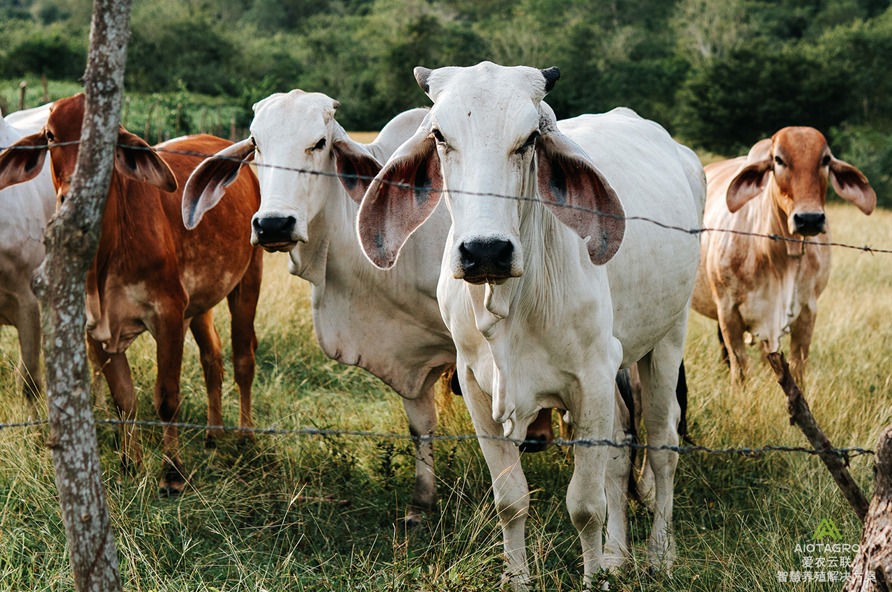 智慧数字牧场：智能畜牧养殖的未来之路(图1)