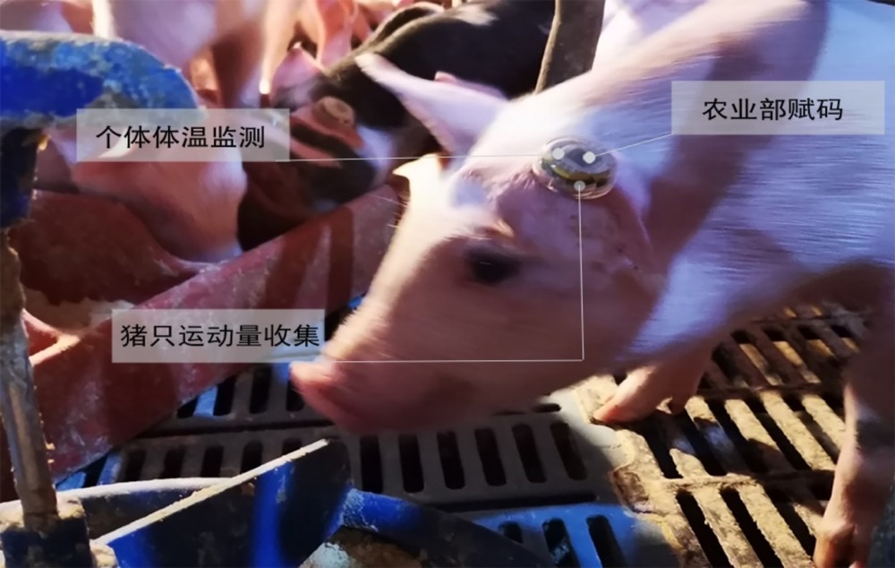 人工智能“上新”如何让更多农民用得上?(图1)
